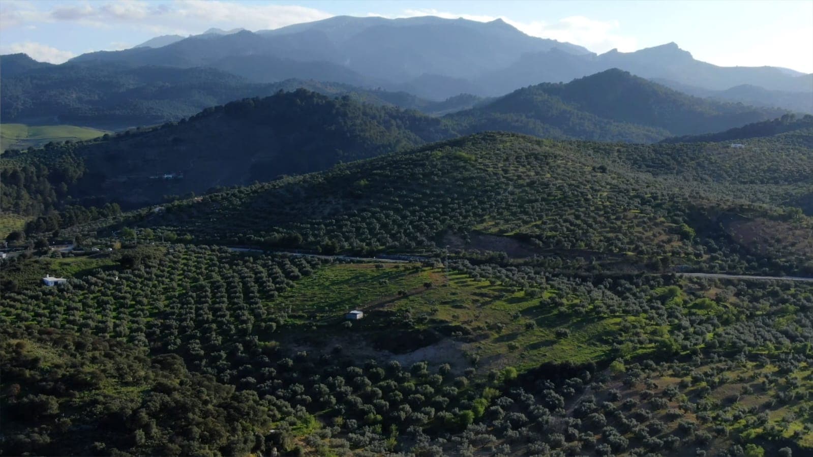 From Mediterranean Groves to Global Markets